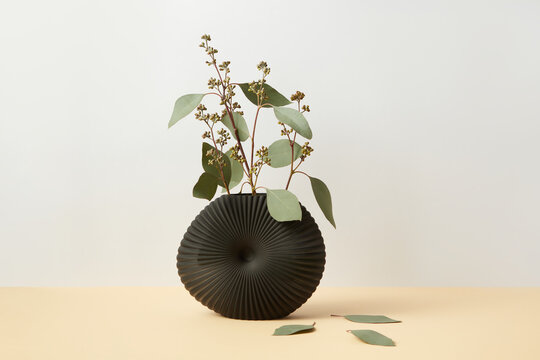 Plants with leaves in beautiful black ceramic vase