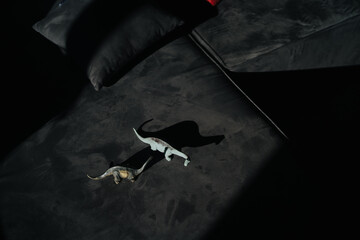 Dinosaur toys with shadows from sunlight