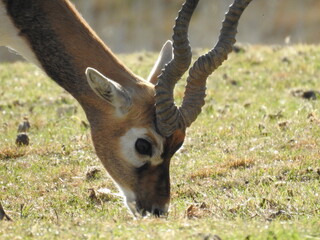 Antelope