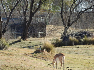 Antelope