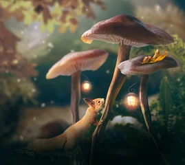  Eekhoorn (Sciurus vulgaris) en Fantasy magische paddestoelen glade met gloeiende lantaarns in betoverde sprookje elf bos, schattig dier in sprookjesachtig diep donker hout in de nacht, mysterieuze natuur achtergrond © julia_arda