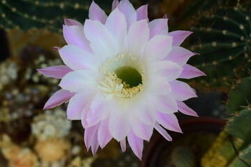 Selenicereus grandiflorus Kaktus in Blüte
