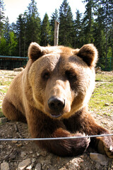brown bear in the forest
