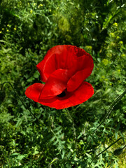 red poppy flower