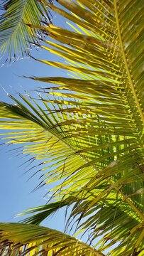 Palm trees on Cancun beaches