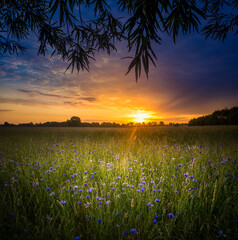 A beautiful summer meadow with blooming wildflowers during the sunrise hours. Summertime scenery of Northern Europe.