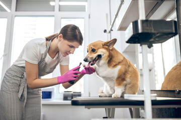 Pets groomer working in asalon and looking involved