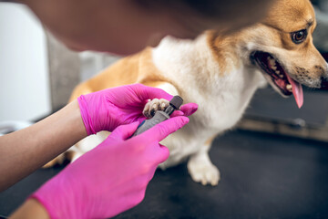 Pets groomer working in asalon and looking involved