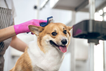 Female pets groomer brushing the cute dog and looking involved