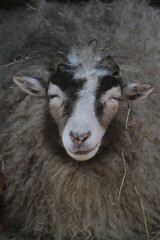 Schafskopf Nahaufnahme