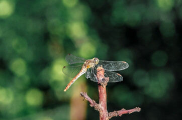 dragonfly insect in sunlight in green background