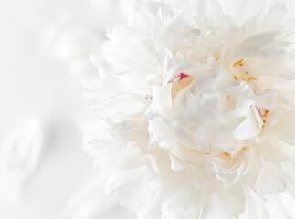 White peony flower with petals on white background. 