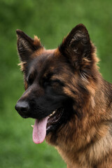 Shepherd dog show. Smiling dog closed her eyes in pleasure. Portrait of beautiful red long haired German Shepherd close up on green blurred background.