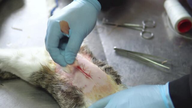 Neutering, sterilization of a cat close-up. End of abdominal surgery, vet using stitches to sew the soft tissues of the abdomen