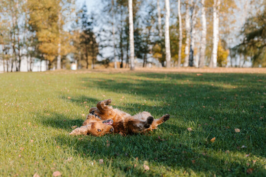Funny dog playing on grass in park - Powered by Adobe