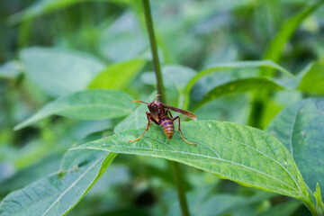 Avispón en la selva
