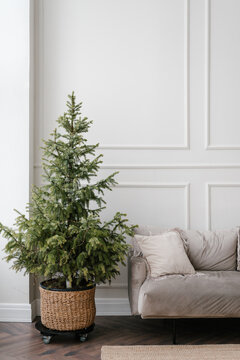 Potted spruce tree decorating stylish apartment during Xmas holidays