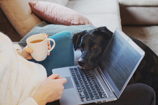 work from home, woman and dog using internet on computer