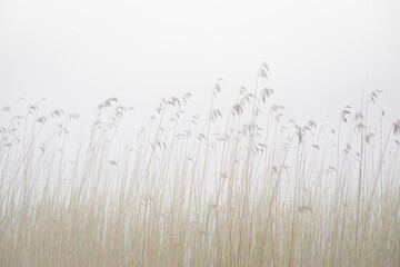 Fog on a lake. Common reed in a water. Nature on the shores of Lake Ladoga. - obrazy, fototapety, plakaty