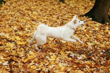 Beautiful cute dog running among fall leaves in autumn woods. Adorable white swiss shepherd puppy playing on background of autumn leaves. Cozy autumn days. Copy space