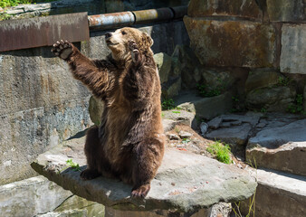 Bearbrown bear in the zoo