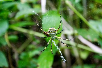Araña en la selva