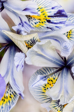 Abstract Iris reticulata petals