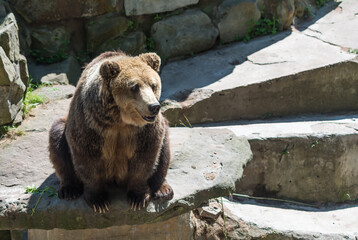 Bearbrown bear in the zoo