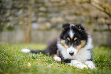 Tricolor Shetland sheepdog puppy dog