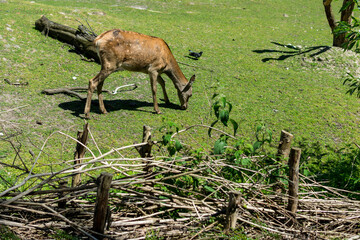 young roe deer on the lawn