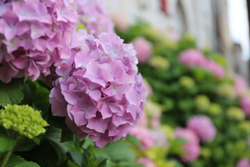 fresh beautiful blossom flower of blue hydrangea 