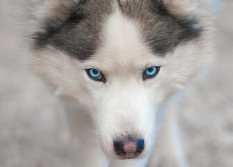 Beautiful husky eyes