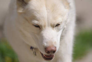 White husky head closeup