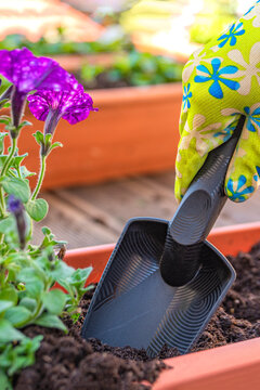 Close-up of female hands planting a purple flower in a flowerpot. The gardener transplants the plant on a bright sunny day. Gardening and floristry concept