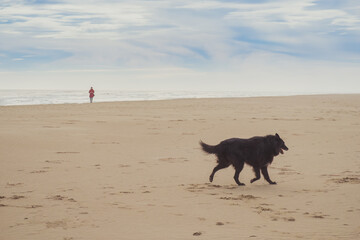 Silhouette and dog on the beach