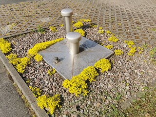 Mauerpfeffer - Blühende Bodendecker auf Schotterfläche, Abdeckung Edelstahl 