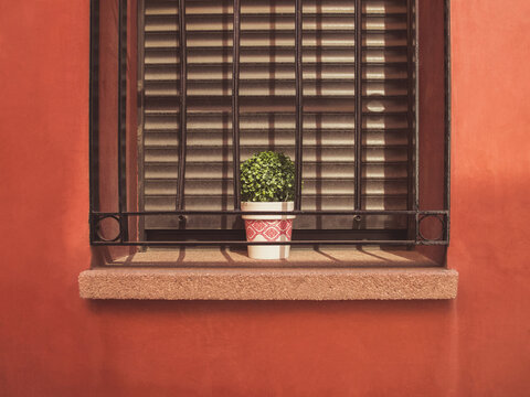 Flowerpot in window