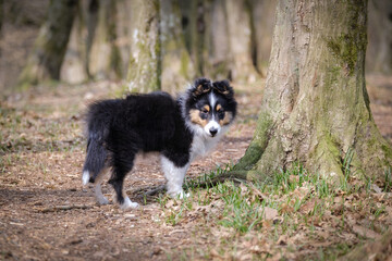 Obraz premium Tricolor Shetland sheepdog puppy dog
