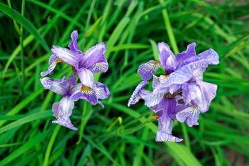 Summer mood. Iris flowers top view. Large petals. Beautiful plant