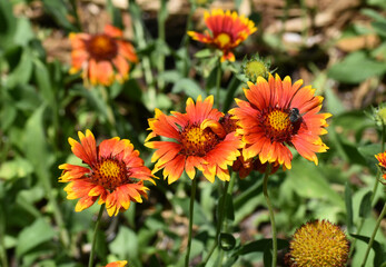 New Ulm, MN USA - 06-14-2021- Blooming rose-ring blanket-flower gaillardia, indian blacket flower firewheel, gaillardia daisy (Gaillardia Pulchella)