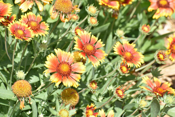 New Ulm, MN USA - 06-14-2021- Blooming rose-ring blanket-flower gaillardia, indian blacket flower...