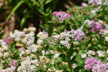 New Ulm, MN USA - 06-14-2021- Spiraea, spirea, meadowsweets or steeplebushes (Filipendula and Aruncus) in full bloom with a bee on a bloom