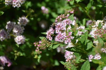 New Ulm, MN USA - 06-14-2021- Spiraea, spirea, meadowsweets or steeplebushes (Filipendula and Aruncus) in full bloom with a bee on a bloom