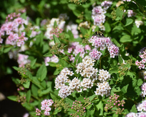 New Ulm, MN USA - 06-14-2021- Spiraea, spirea, meadowsweets or steeplebushes (Filipendula and Aruncus) in full bloom with a bee on a bloom