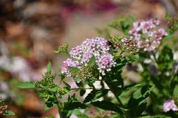 New Ulm, MN USA - 06-14-2021- Spiraea, spirea, meadowsweets or steeplebushes (Filipendula and Aruncus) in full bloom with a bee on a bloom