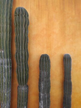 Elephant cacti and orange wall