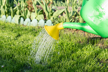 Jets of water from green water can pouring green loan.  Bright summer day, agricultural concept