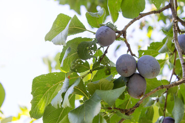 Plum branch, Harvest in the orchard. Ripe plums on a tree branch.