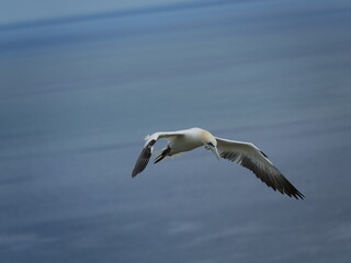 Fototapeta premium northern gannet (Morus bassanus) flying over ocean, near to breeding colony on cliffs