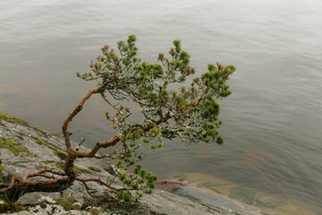 Lonely tree on a rock above the lake. One tree grows on a rock. A small tree grows by the lake